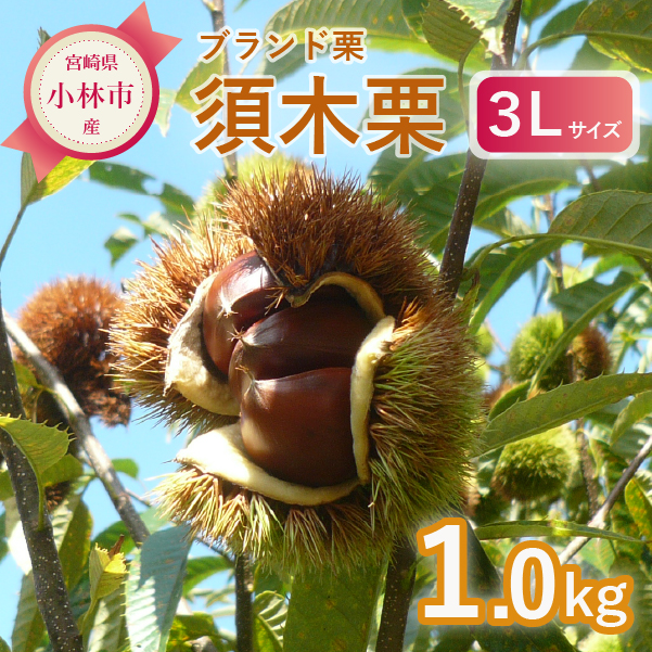 【先行予約】ブランド栗「須木栗」3Lサイズ 1kg程度（生栗 マロン 栗 果物 フルーツ 限定 秋 旬）ブランド栗「須木栗」3Lサイズ 1kg程度（生栗 マロン 栗 果物 フルーツ 限定 秋 旬）