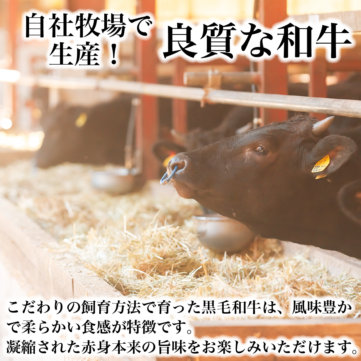 【自社農場和牛】黒毛和牛 牛スジ肉 1.5kg（黒毛和牛 牛肉 牛スジ スジ肉 牛すじ 牛スジ肉 冷凍 小分け）
