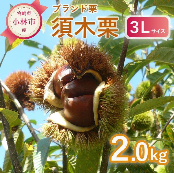 ブランド栗「須木栗」3Lサイズ 2キロ（生栗 マロン 栗 果物 フルーツ 秋 旬）