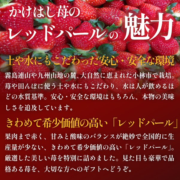 【大粒厳選】プレミアムいちご レッドパール 5粒（果物 フルーツ イチゴ 苺 いちご 大粒 大玉 贈答用 プレゼント 2026 期間限定）