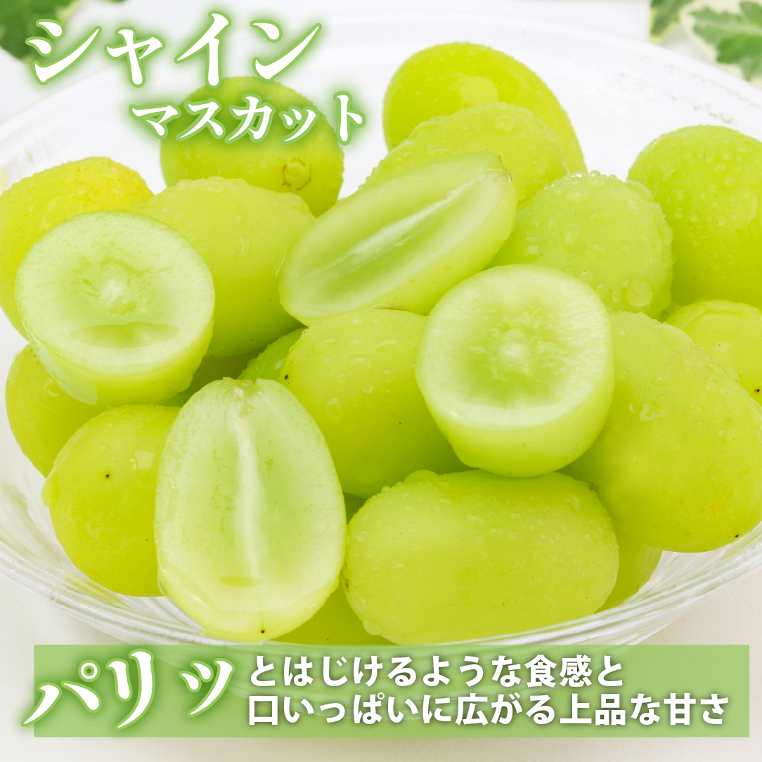 【2026年発送】シャインマスカット 2kg（3～4房）（ぶどう シャインマスカット 葡萄 マスカット 種なし 皮ごと 大粒 厳選)