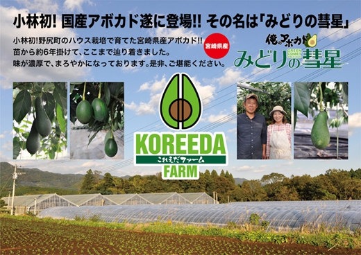 【小林産アボカド】　みどりの彗星（ベーコン）