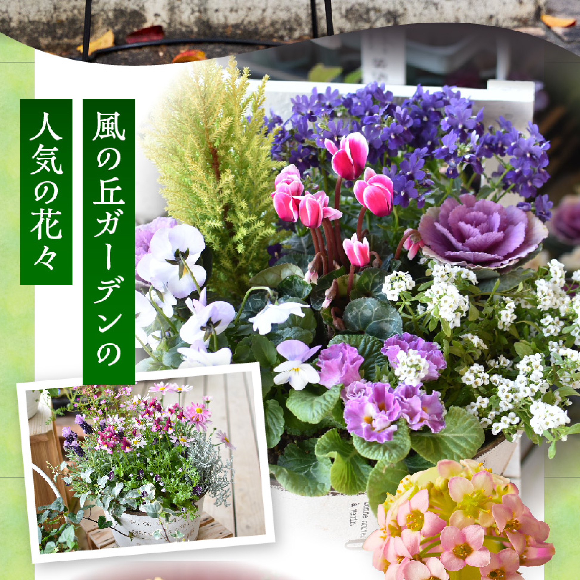 【10月頃から発送・お手軽ガーデニング】季節の寄せ植え（風の丘ガーデン） ギフト寄せ植え 花 贈答用寄せ植え 母の日 誕生日 記念
