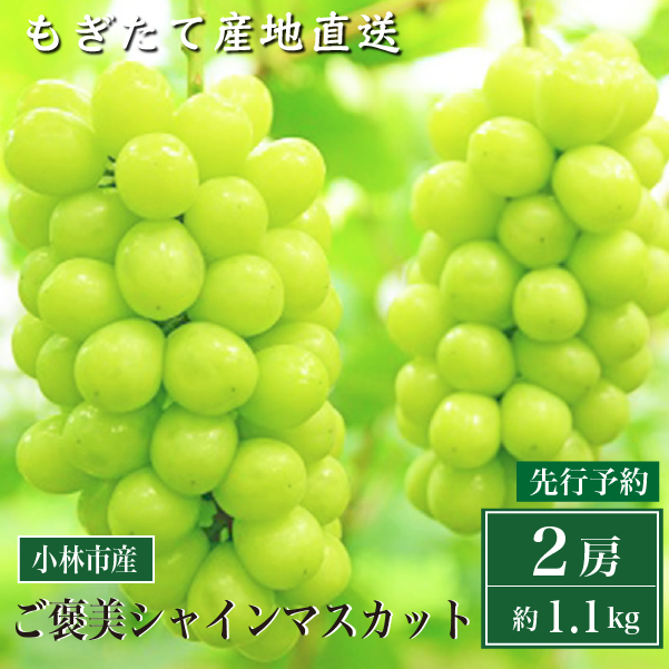 【先行予約受付・産直もぎたて】ご褒美シャインマスカット２房（約1.1kg ブドウ シャインマスカット 先行 予約 産地直送 新鮮 送料無料）