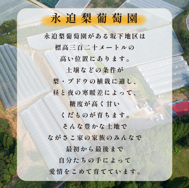 【2026年発送 】シャインマスカット 2房 1.4kg程度（ぶどう ブドウ マスカット 芳醇な香り 濃厚な甘み 種なし フルーツ 果物 限定）