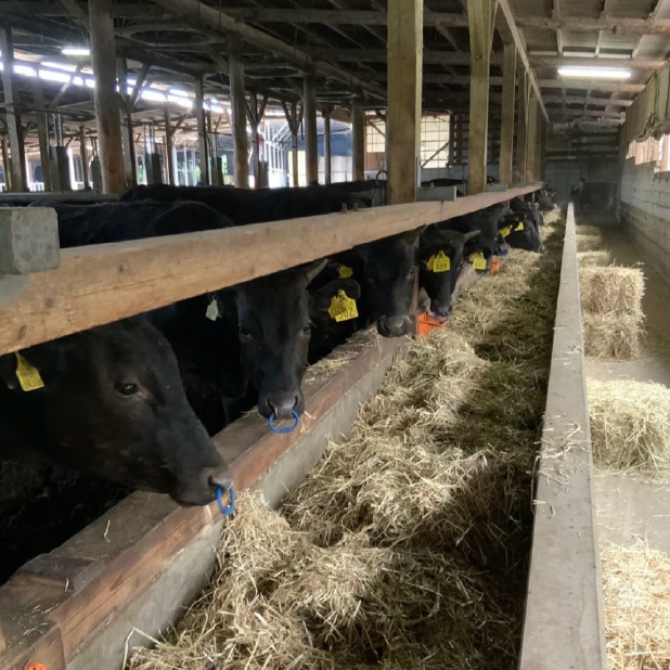 【自社農場和牛】メス指定黒毛和牛サガリ　300g（国産 黒毛和牛 牛肉 焼肉 BBQ 冷凍 送料無料）