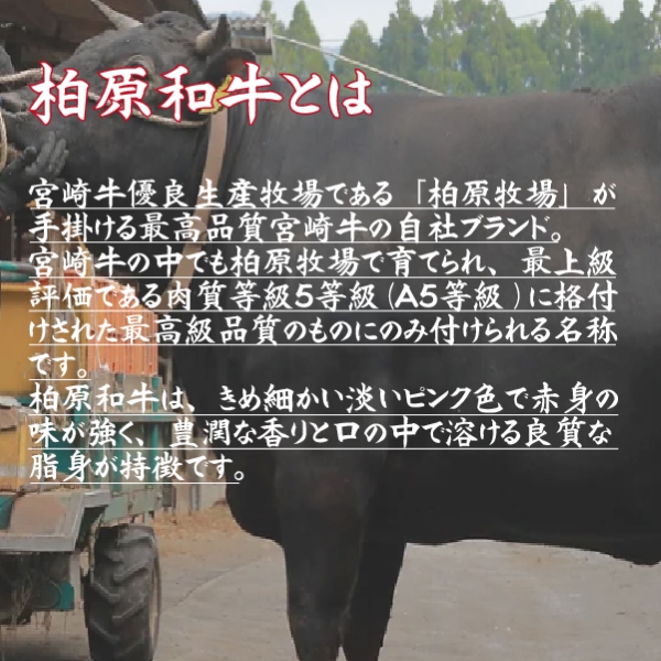 【自社農場宮崎牛】柏原和牛焼肉・特選カルビ　1キロ（国産 牛肉 黒毛和牛 ブランド牛 A4 A5 焼肉用）