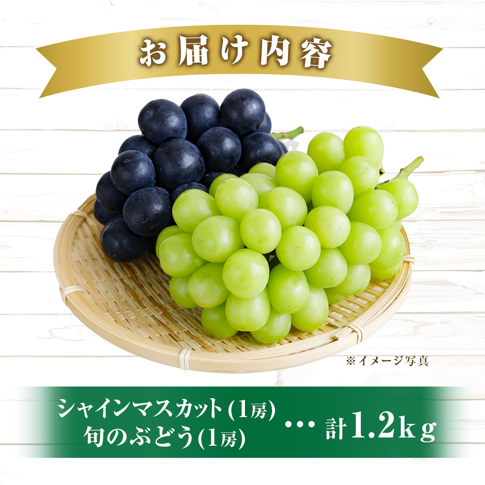 摘みたてシャインマスカットと旬のぶどう 1.2㎏程度（国産 フルーツ 果物 くだもの ブドウ シャインマスカット 2026 贈答用 限定）