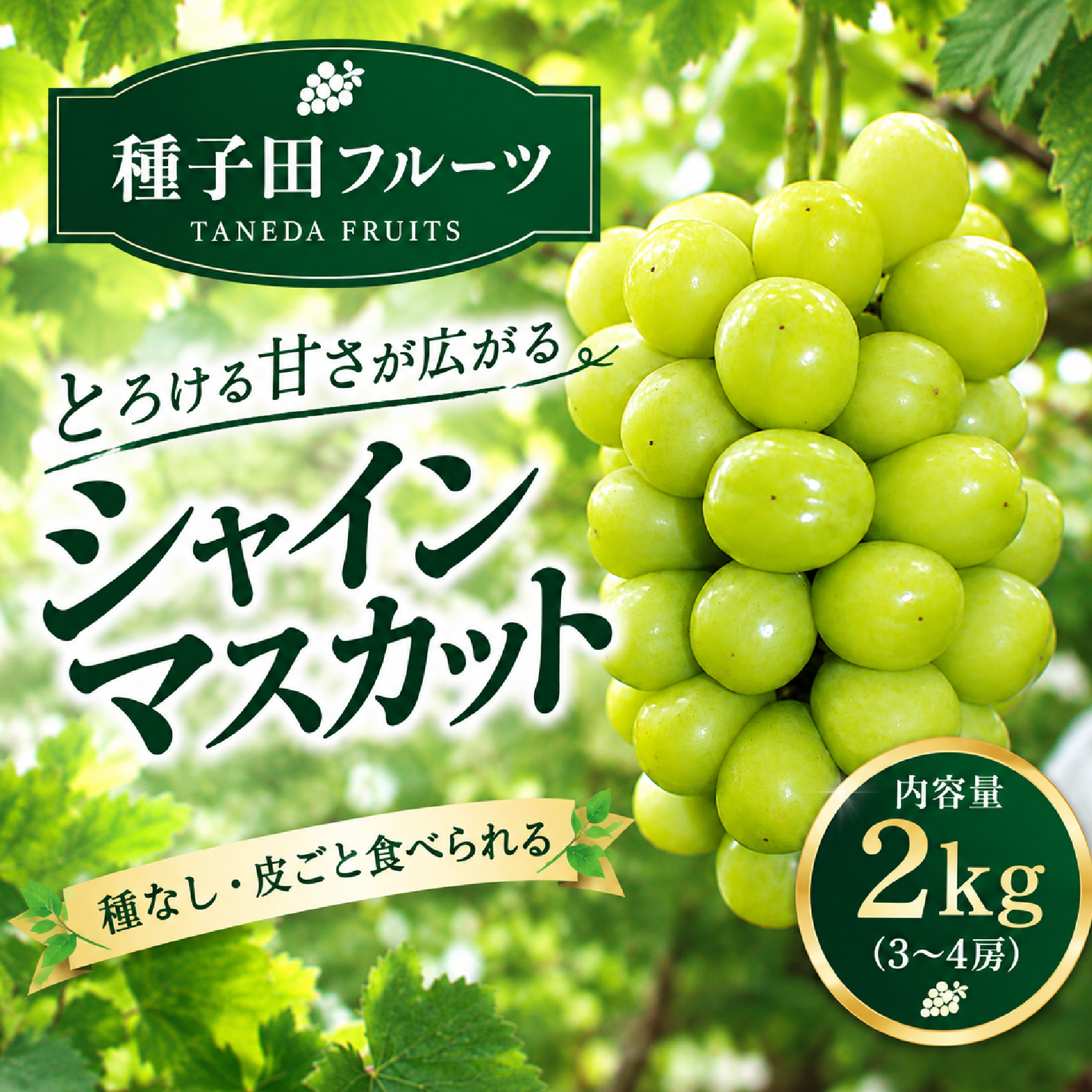 【2026年発送】シャインマスカット 2kg（3～4房）（ぶどう シャインマスカット 葡萄 マスカット 種なし 皮ごと 大粒 厳選)