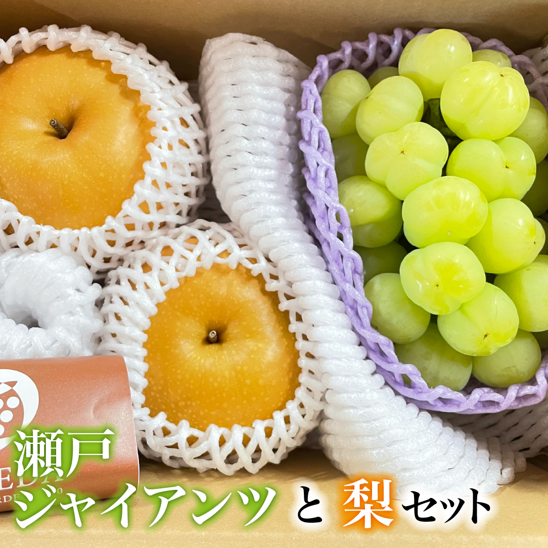 【数量限定】瀬戸ジャイアンツと梨のセット　計1.2kg（ぶどう ブドウ 梨 果物 セット 詰め合わせ フルーツ 贈答用 限定）