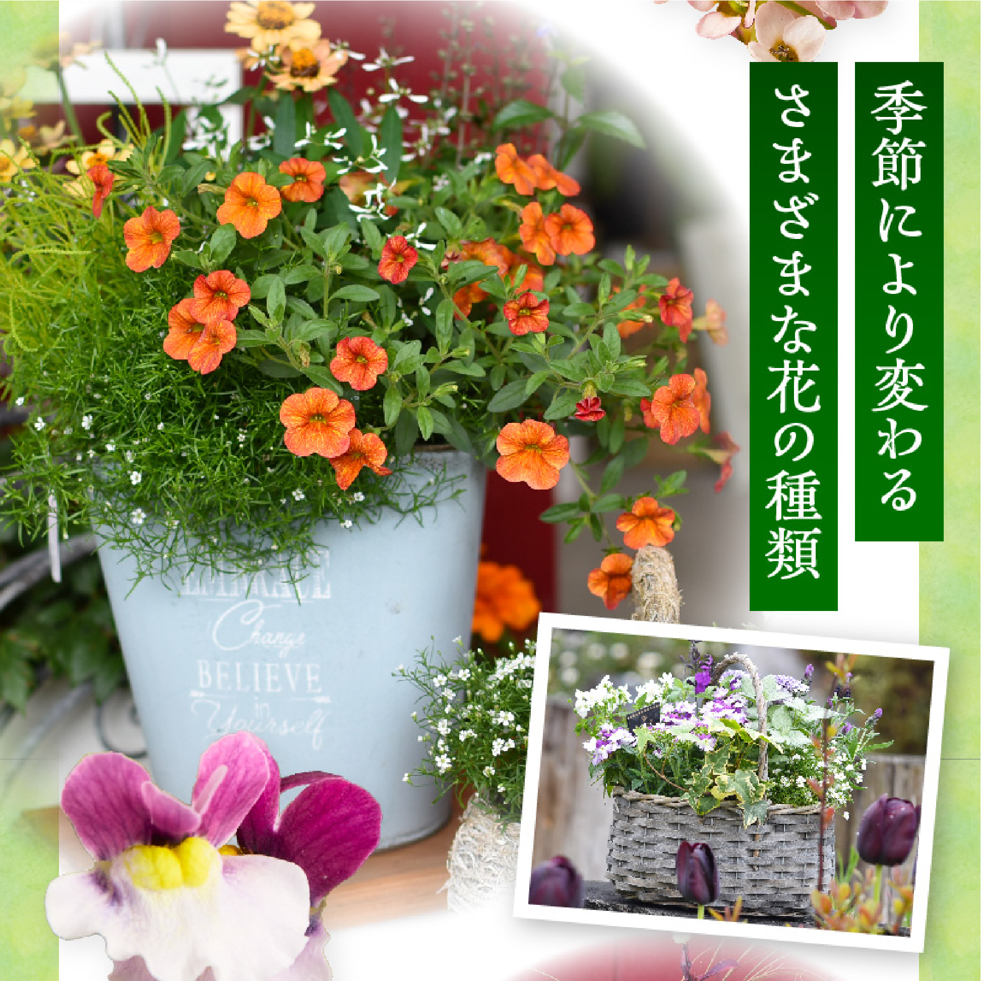 【10月頃から発送・お手軽ガーデニング】季節の寄せ植え（風の丘ガーデン） ギフト寄せ植え 花 贈答用寄せ植え 母の日 誕生日 記念