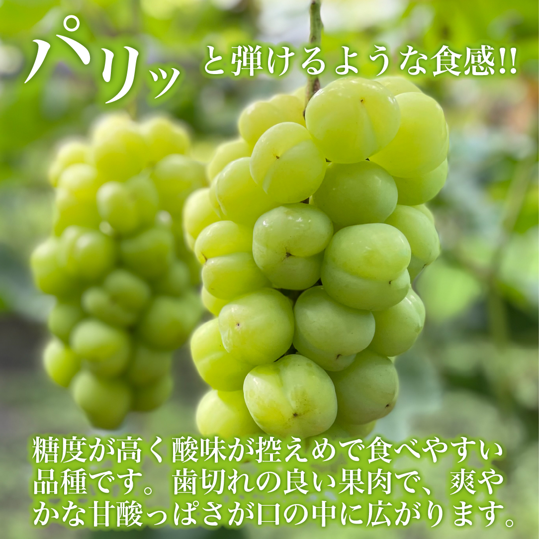 【数量限定】瀬戸ジャイアンツと梨のセット　計1.2kg（ぶどう ブドウ 梨 果物 セット 詰め合わせ フルーツ 贈答用 限定）