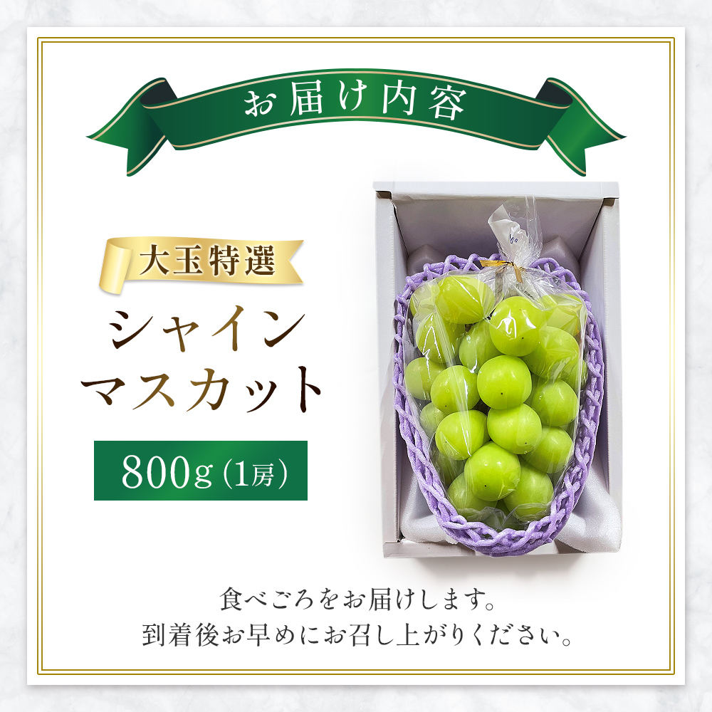 大玉 特選 シャインマスカット 800g（ぶどう ブドウ シャインマスカット シャイン マスカット フルーツ 果物 くだもの 旬 2026 産地直送 限定）