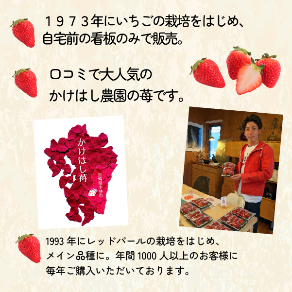 【大粒厳選】プレミアムいちご レッドパール 5粒（果物 フルーツ イチゴ 苺 いちご 大粒 大玉 贈答用 プレゼント 2026 期間限定）