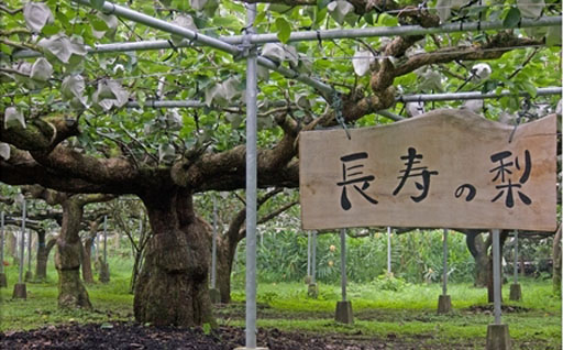 【産直もぎたて】樹齢100年以上・縁起のよい長寿の梨 1.2kg（国産 フルーツ ナシ 新高 果物 くだもの 贈答用 プレゼント）