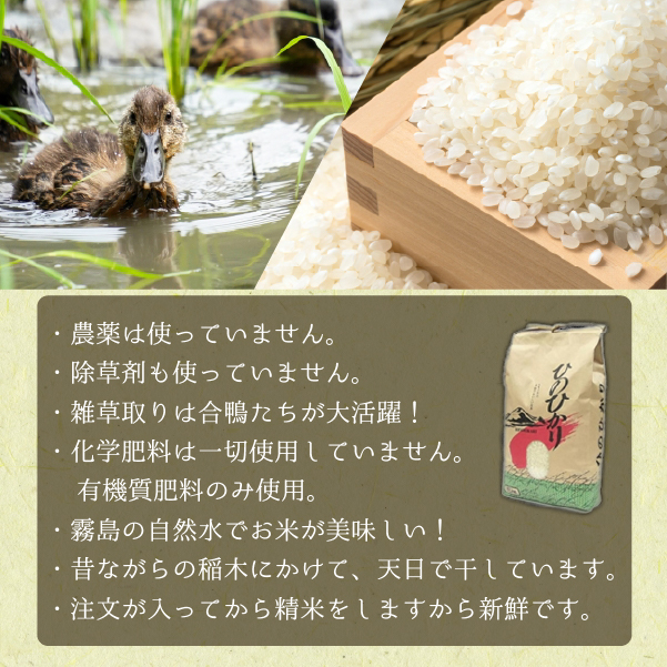 【安心安全！合鴨農法】あいがも米（精米済みヒノヒカリ）　5kg（新米 米 お米 精米 ヒノヒカリ 合鴨農法 無農薬）