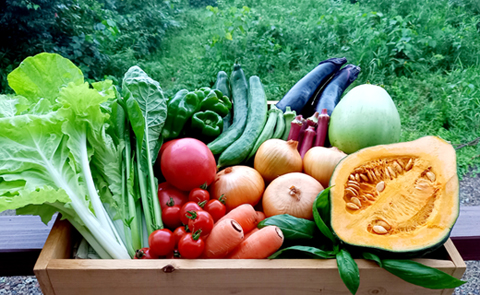 【自然が育む新鮮野菜】こばやし季節の野菜詰め合わせセット（野菜 詰め合わせ 産地直送 宮崎県 小林市）