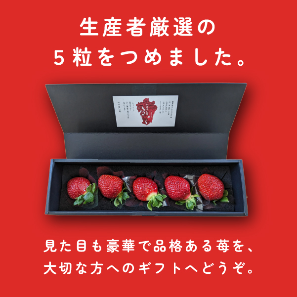 【大粒厳選】プレミアムいちご レッドパール 5粒（果物 フルーツ イチゴ 苺 いちご 大粒 大玉 贈答用 プレゼント 2026 期間限定）