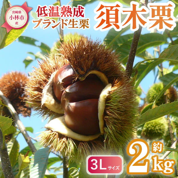 【低温熟成】ブランド栗「須木栗」3Lサイズ 2kg程度（生栗 マロン 栗 果物 フルーツ 限定 秋 旬）
