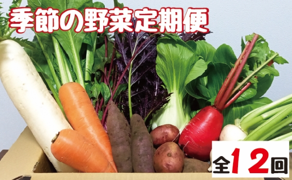 【野菜の定期便】こばやし季節の野菜詰め合わせセット（全12回×8~10種類） 野菜 定期便 やさい 定期便 野菜セット やさいセット 春野菜 夏野菜 秋野菜 冬野菜 旬