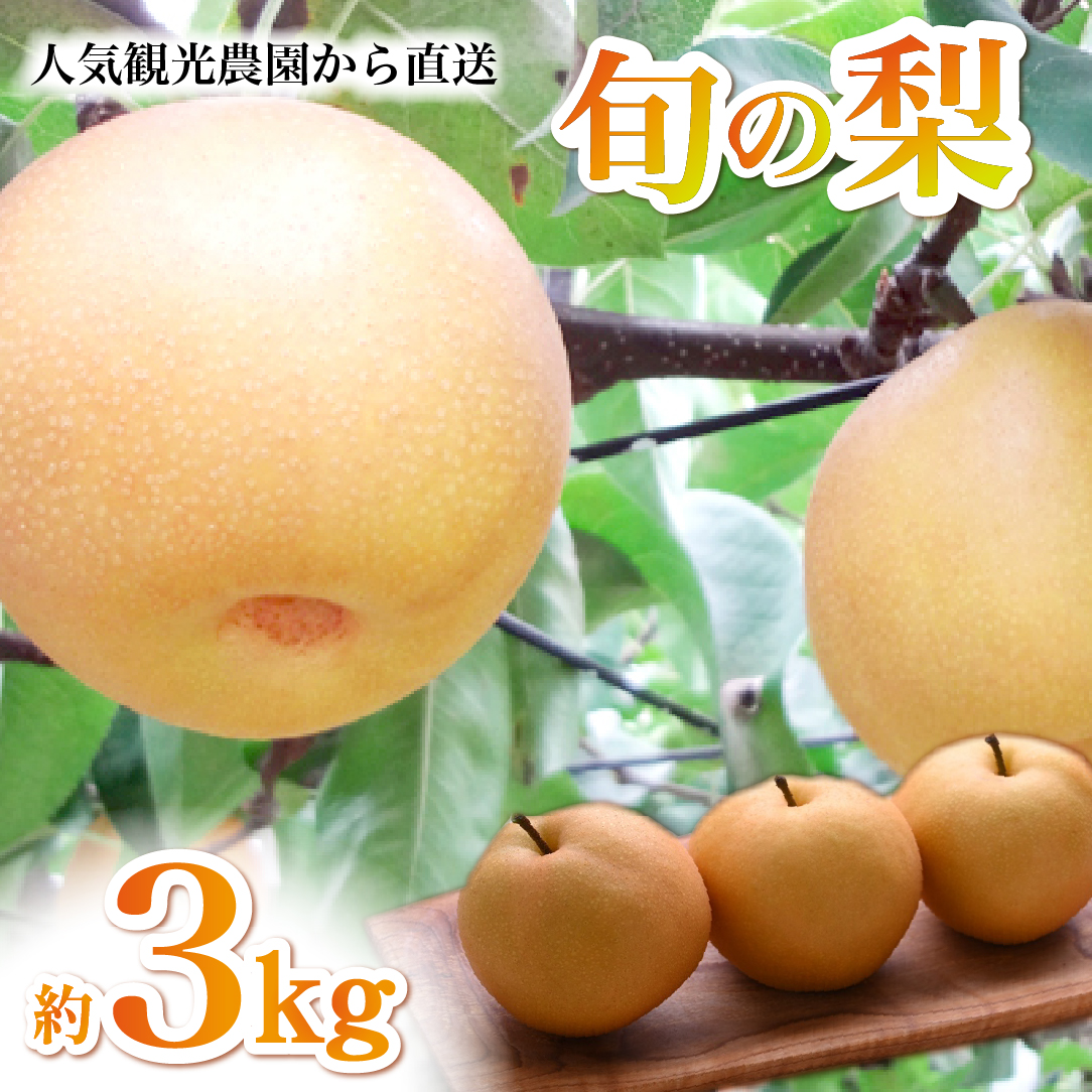 【2026年発送】農園直送！旬の梨 3kg（豊水・新興・新高等）(梨 なし ナシフルーツ 果物 秋の味覚 旬の果物 季節のフルーツ)みずみずしい 果汁たっぷり