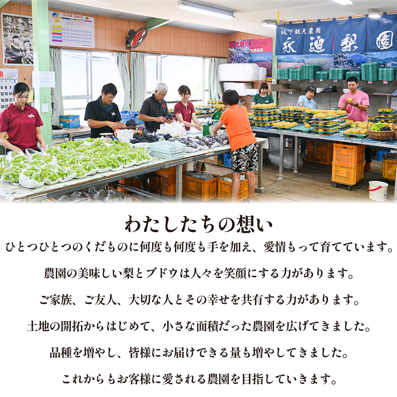 【期間限定】旬の梨とシャインマスカット 食べ比べセット 約2.5kg(ぶどう フルーツ 果物 詰合せ フルーツセット 果物セット 豊水 新高 新興) ANA名称