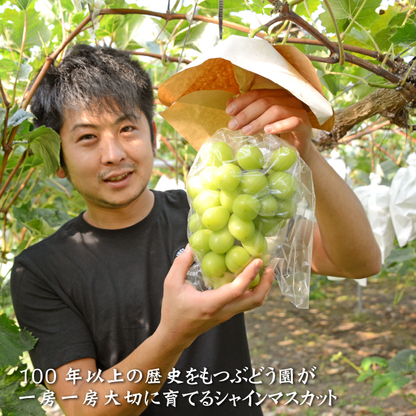 摘みたてシャインマスカットと旬のぶどう 1.2㎏程度（国産 フルーツ 果物 くだもの ブドウ シャインマスカット 2026 贈答用 限定）
