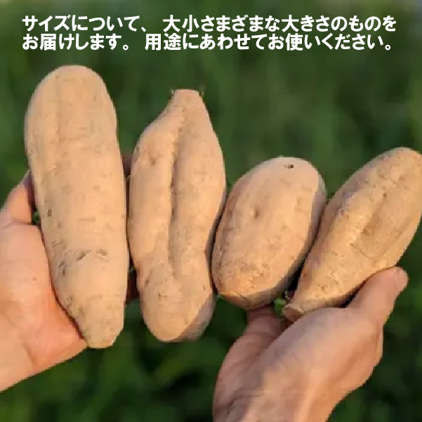 【希少品種】小林市産さつまいも「霧島むつき」3.5kg（さつま芋 希少 旬 訳あり 家庭用 焼き芋 大学いも お菓子）