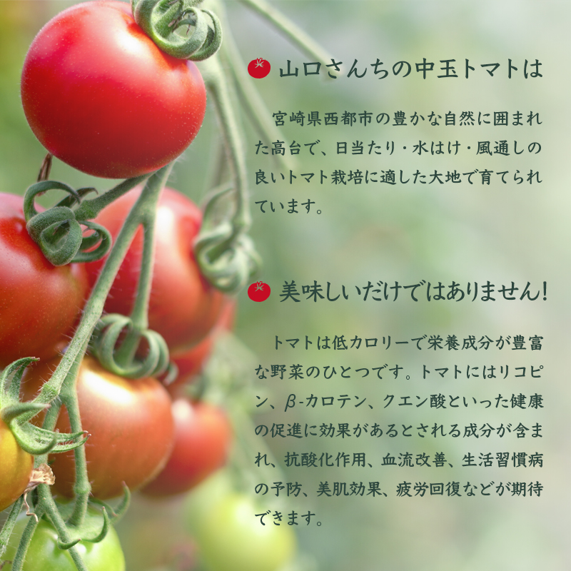 【先行予約】山口さんちの中玉トマト 約2kg シンディースイート 宮崎県西都市産＜2-8a＞