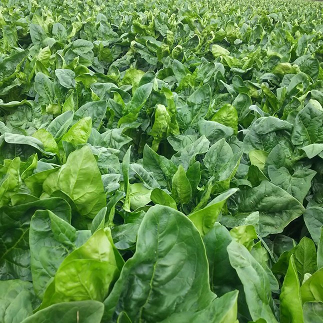 宮崎県産ほうれん草ポーション 1kg（500g×2袋） キューブ状＜31-3a＞