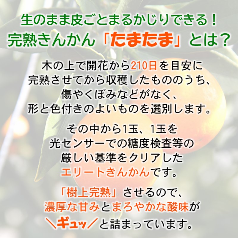 糖度18度以上の宮崎金柑の最高級ブランド『完熟きんかんたまたまエクセレント』1kg  2L～3Lサイズ 西都市産【先行予約】＜2-7a＞