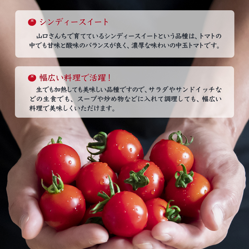 【先行予約】山口さんちの中玉トマト 約2kg シンディースイート 宮崎県西都市産＜2-8a＞