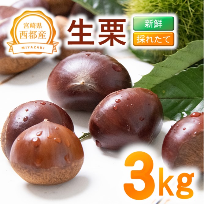 新鮮朝どれ国産生栗 3kg 西都市産くり【先行予約】＜49-6a＞