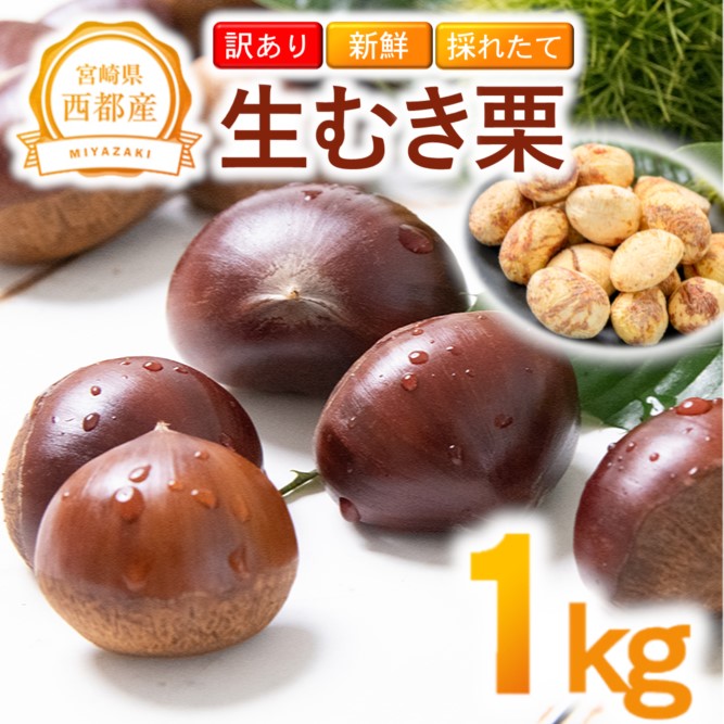 【訳あり】 新鮮朝どれ 国産生むき栗 1㎏ 西都市産 くり 栗  国産 生栗 果物 フルーツ 栗きんとん スイーツに【先行予約】＜ 49-7a＞