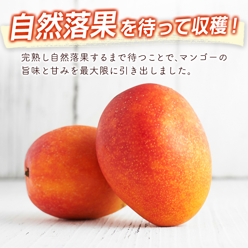 2027年発送 宮崎県西都市産完熟マンゴー2L×2個 西都市特産品 宮崎マンゴー 先行予約＜18-5a＞