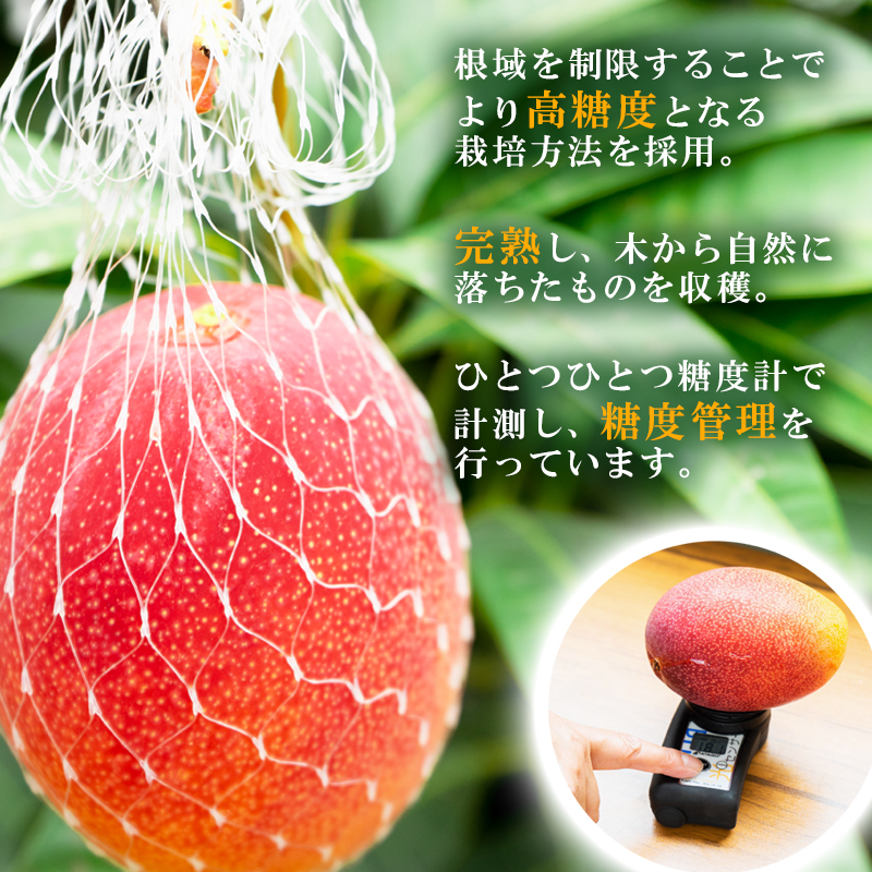 2027年発送【長友農園・糖度14度以上 】厳選した完熟マンゴー 3L×2  産生産者直送＜46-2a＞