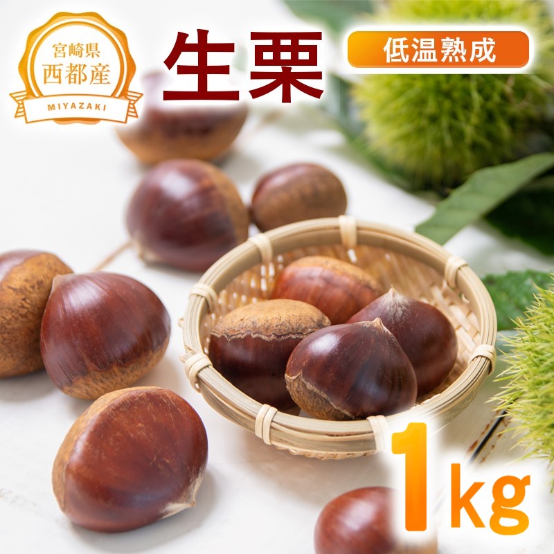 低温熟成栗 国産生栗1kg 糖度2～3倍上昇 西都市産くり【先行予約】＜ 49-1a＞