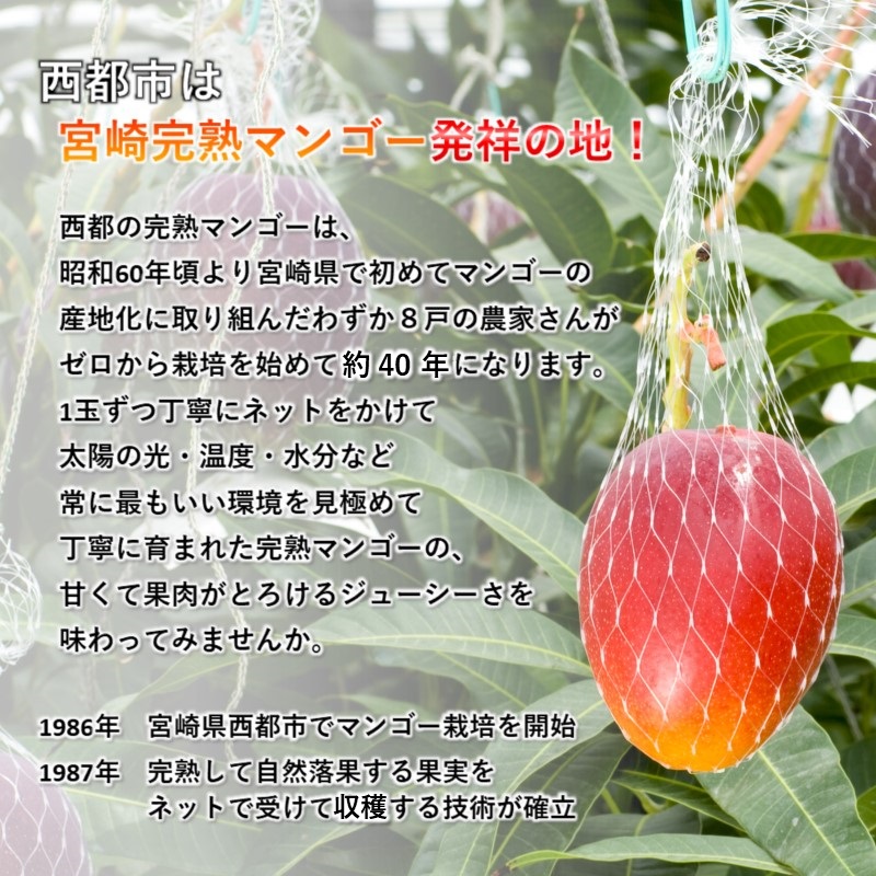 2027年発送【長友農園・糖度14度以上 】厳選した完熟マンゴー 大玉4L  産生産者直送＜46-3a＞