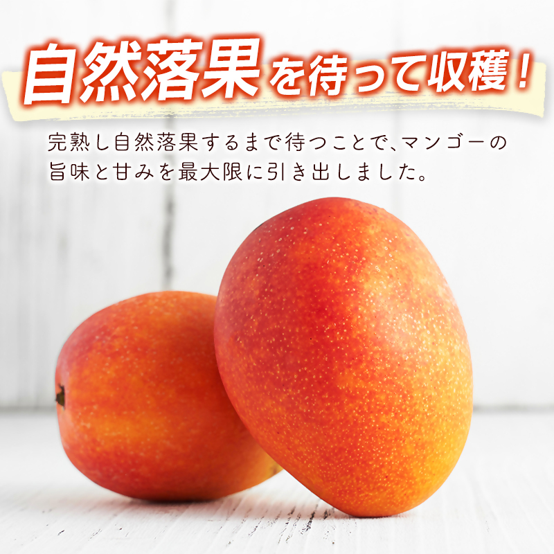 2027年発送 最高級ブランド『太陽のタマゴ』3Lサイズ2個または、2Lサイズ3個【糖度15度以上】先行予約 宮崎マンゴー 完熟マンゴー＜18-10a＞