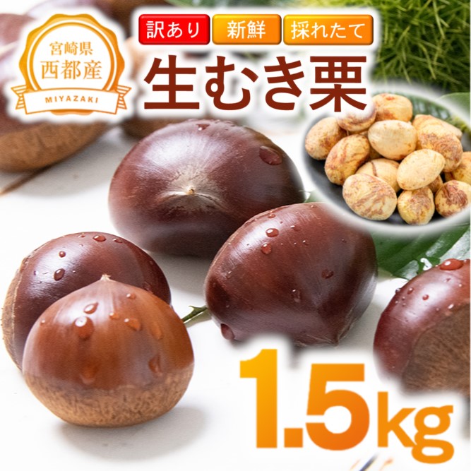 【訳あり】 新鮮朝どれ 国産生むき栗 1.5kg 西都市産くり【先行予約】＜49-8a＞