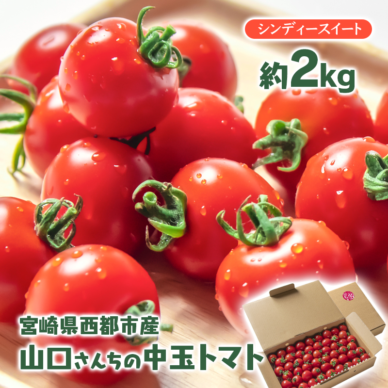 【先行予約】山口さんちの中玉トマト 約2kg シンディースイート 宮崎県西都市産＜2-8a＞