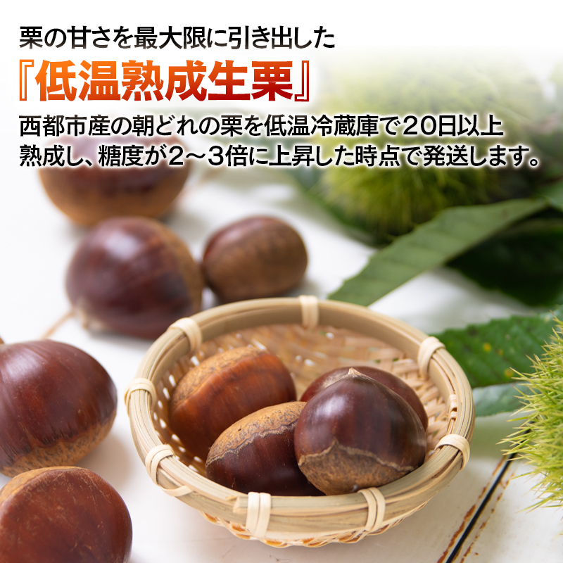 新鮮朝どれ国産生栗 3kg 西都市産くり【先行予約】＜49-6a＞