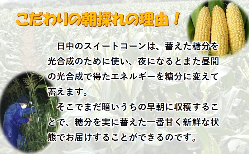 2027年発送　鮮度が命！生産者直送 緒方さんちの朝どれスイートコーン『イエロー』7kg【先行予約】＜23-2b＞