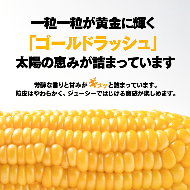 2027年発送　河野農園 朝どれスイートコーン『ゴールドラッシュ』約6kg【先行予約】＜23-1a＞