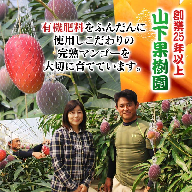 2027年発送【マンゴー専門 山下果樹園】完熟マンゴー 2玉 合計900g以上 生産者直送【先行予約】＜61-2a＞