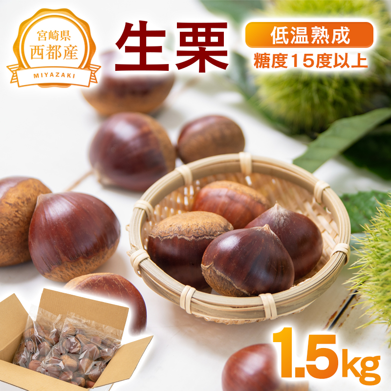 低温熟成栗 国産生栗1.5kg 糖度2～3倍  西都市産くり【先行予約】＜49-2a＞