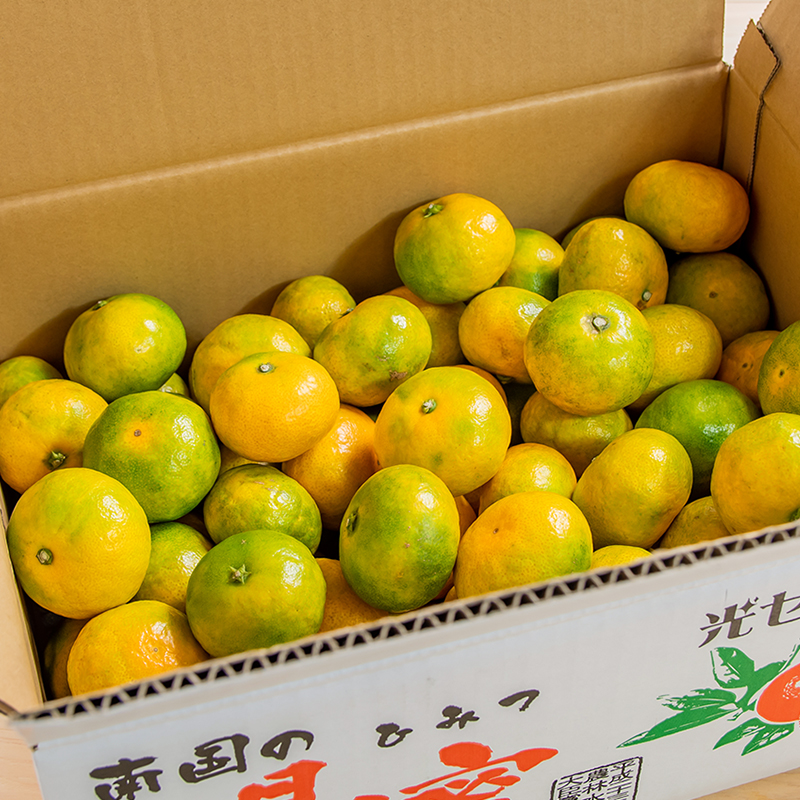極早生みかん5kg「南国の陽蜜」宮崎県西都産 ミカン 蜜柑【先行予約】＜2-5a＞