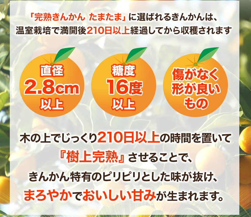 糖度16度以上の宮崎完熟きんかんたまたま1kg L～2Lサイズ【先行予約】＜2-4a＞