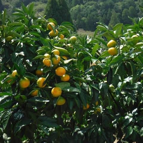 西都市産 極早生～早生みかん 5kg 【先行予約】南国 宮崎＜ 26-1a＞