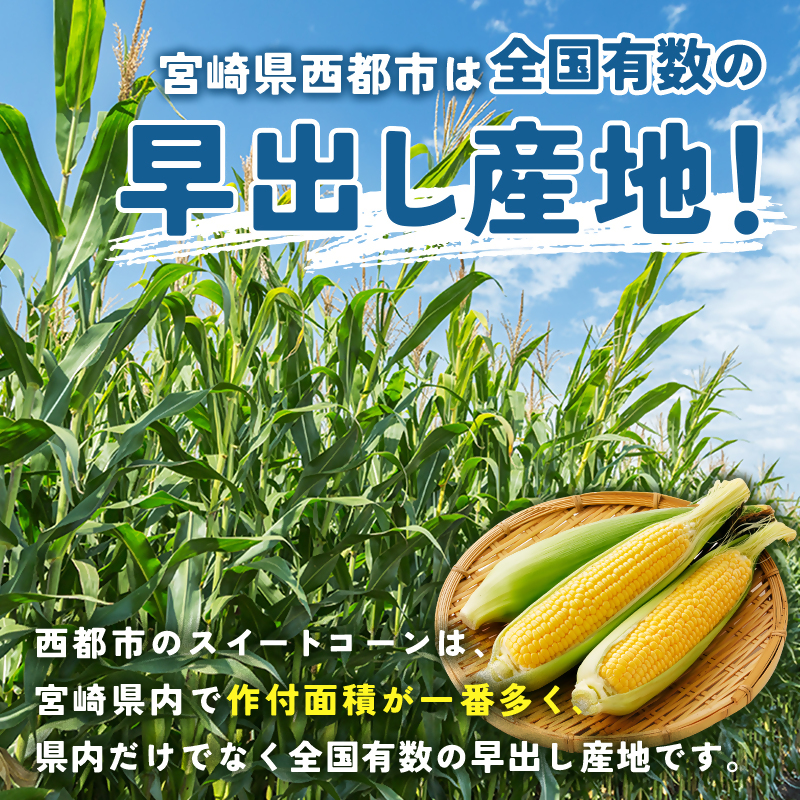 2027年発送 初夏の味覚 !スイートコーン【ゴールドラッシュ】18～22本 約7kg 西都市特産【先行予約】トウモロコシ とうもろこし＜18-2a＞
